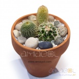 cactus-dishgarden01
