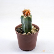 gymno_variegated_grafted01