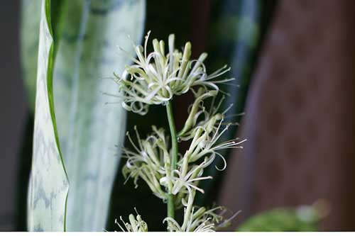 snake-plant-care-sansevieria-trifasciata-flower.jpg - 17.00 kB