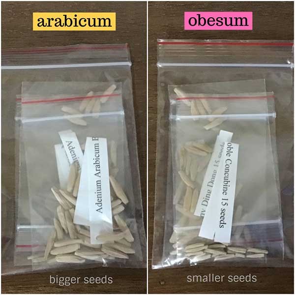 arabicum-obesum-seeds.jpg - 38.68 kB