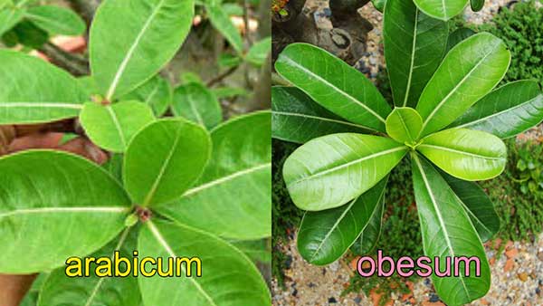 obesum-arabicum-leaves.jpg - 35.80 kB