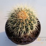 echinocactus-17-02