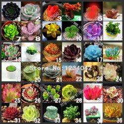 200-pc-and-colorful-meaty-plant-seeds-36