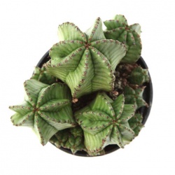 euphorbia-zipper-plant