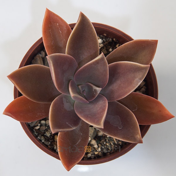 graptoveria-fred-ives0001
