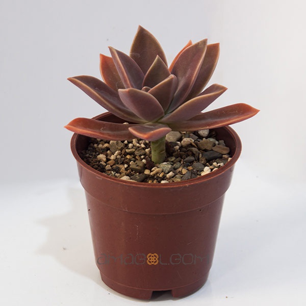 graptoveria-fred-ives0002