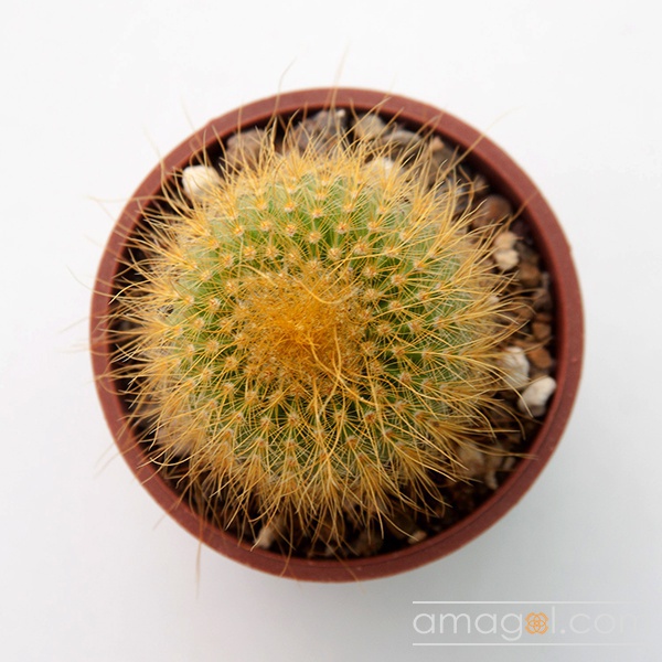 notocactus-leninghausii02